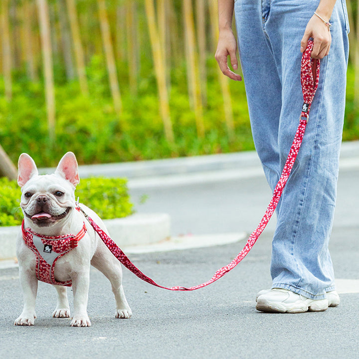 Pet Dog Pulls Rope Leashe And Chain Out